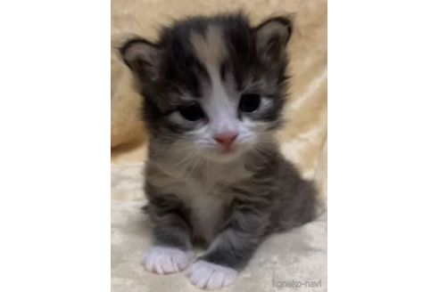 販売中の山梨県のノルウェージャンフォレストキャット-113211の1枚目